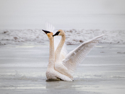 Mating Swans