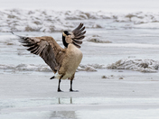 Canada Goose