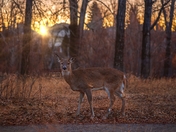 Deer In A Sunrise Park