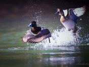 Ring-necked Duck (male and female) - Flying Towards You