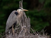 Great Blue Heron with chick.