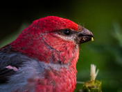 Pine Grosbeak