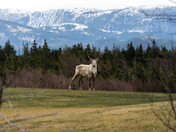Caribou