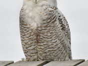 snowy Owl