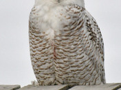 snowy Owl
