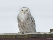snowy Owl