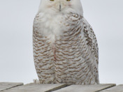 snowy Owl