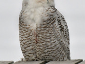 snowy Owl