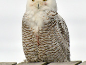 snowy Owl