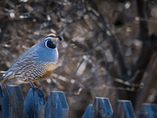 California Quail