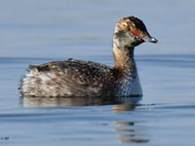 Horned Grebe