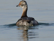 Horned Grebe