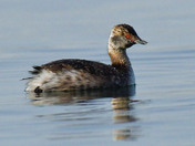 Horned Grebe