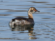Horned Grebe