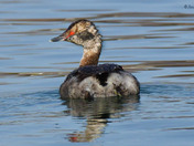 Horned Grebe