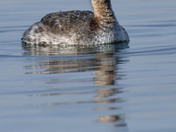 Horned Grebe