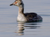 Horned Grebe