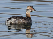 Horned Grebe