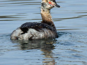 Horned Grebe