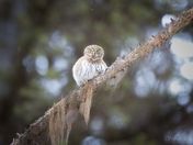 Northern Pgymy Owl - Looking at You