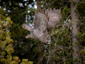Great Gray Owl