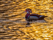wood duck swam during sunset