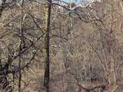 Saturday 930am. Honking geese float down the Susquehanna past the eagle's nest.