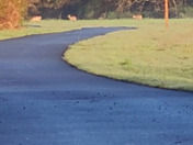 Saturday morning. Deer cross the railtrail. Just before Shocks Mill Bridge.