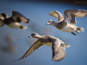 American Wigeon - In flight