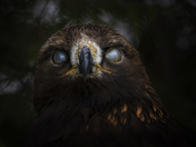 Blinking Golden Eagle
