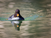 Barrow's Goldeneye