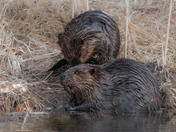 Busy Beavers