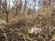 First Signs of a Northern Spring