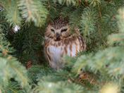 Local Northern Saw-Whet Owl