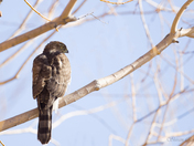Cooper's Hawk