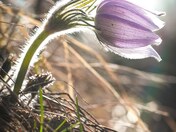 Crocus