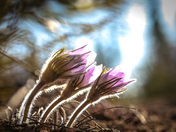 Crocus
