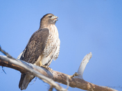 Red-tailed Hawk