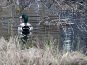 Ducks in the pond 