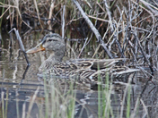 Ducks in the pond 