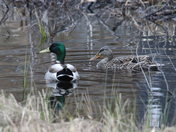 Ducks in the pond 
