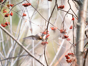 Bohemian Waxwings