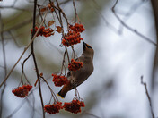 Bohemian Waxwings