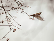 Bohemian Waxwings