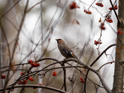 Bohemian Waxwings