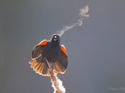 Red-winged Blackbird - Breath
