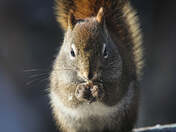 It's Okay to be a Little Nuts