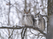Great horned owl pair