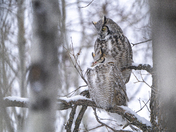 Great horned owl pair