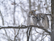 Great horned owl pair